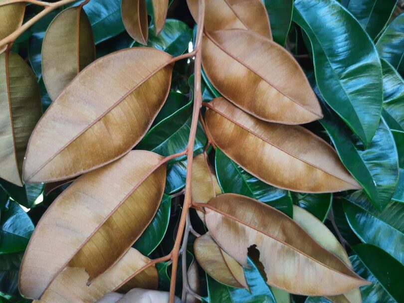 Abiu roxo - Chrysophyllum cainito L