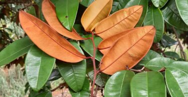 Abiu roxo - Chrysophyllum cainito L