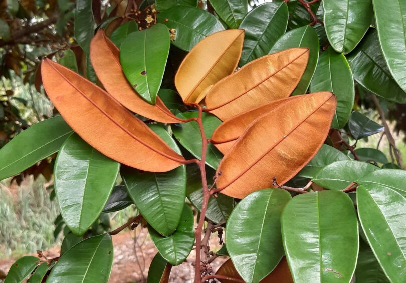Abiu roxo - Chrysophyllum cainito L