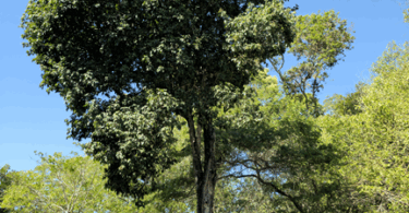 Pitomba verde, Alagoas - Talisia sp.
