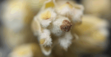 Pitomba verde, Alagoas - Talisia sp.