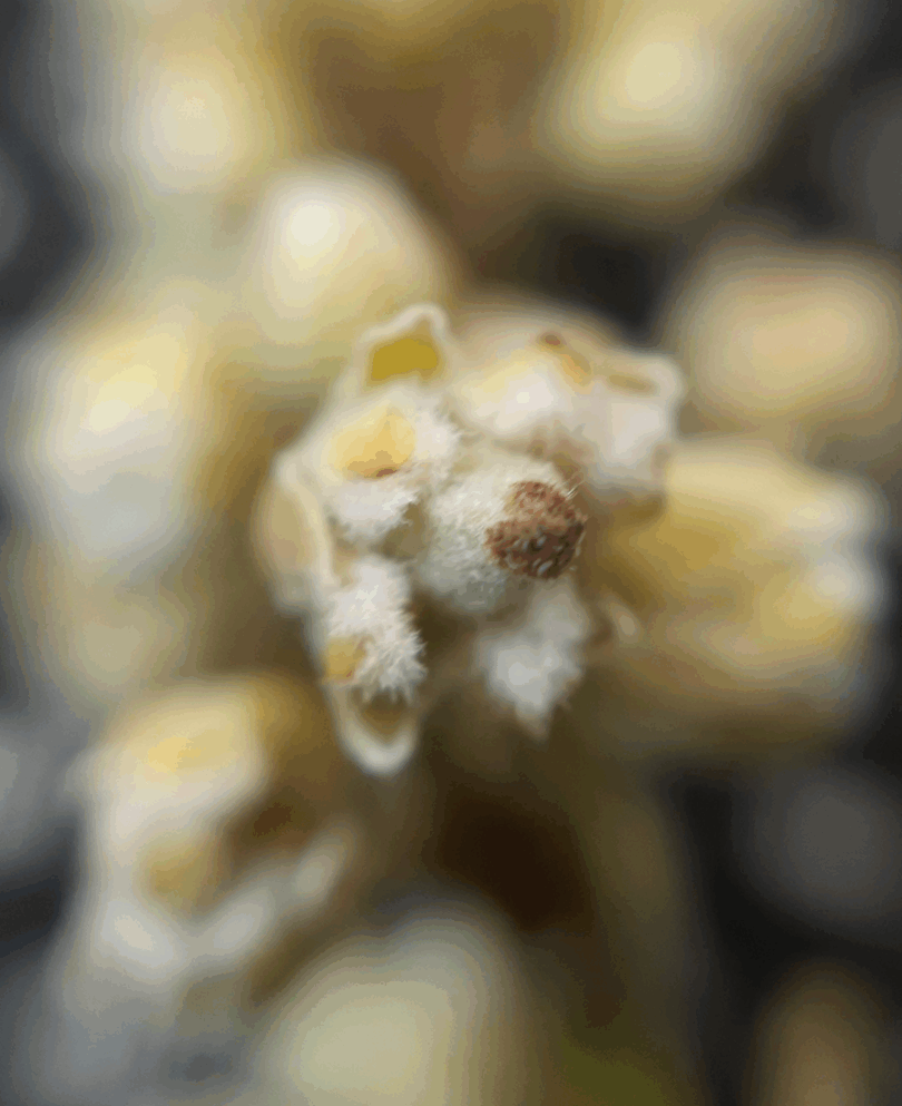 Pitomba verde, Alagoas - Talisia sp.