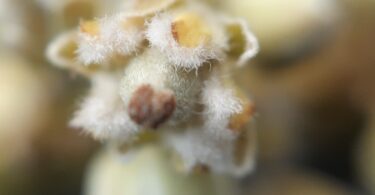 Pitomba verde, Alagoas - Talisia sp.