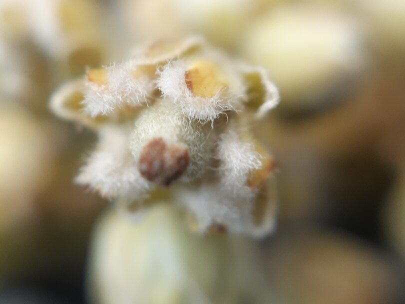 Pitomba verde, Alagoas - Talisia sp.