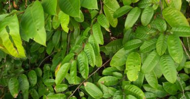 Annona pickelii (Diels) H.Rainer.