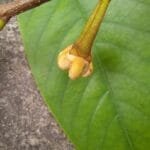 Botão Flor de Annona pickelii (Diels) H.Rainer.