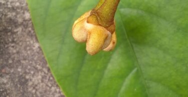 Annona pickelii (Diels) H.Rainer