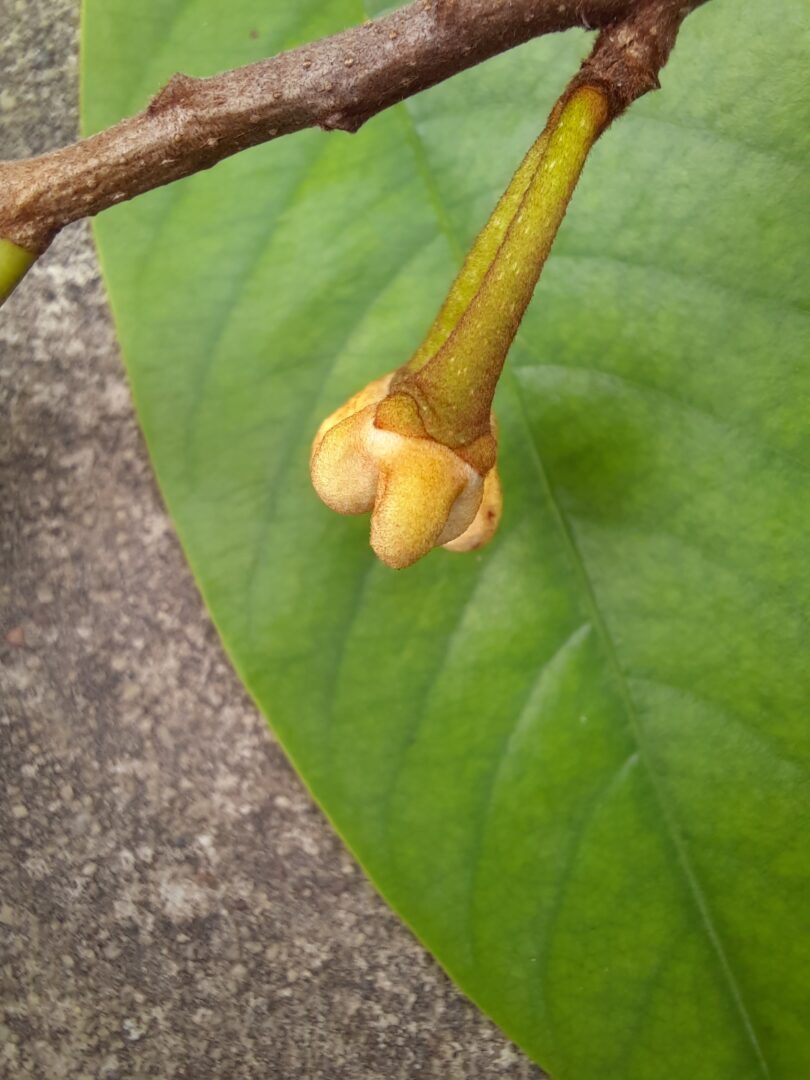 Annona pickelii (Diels) H.Rainer