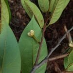 Flor de Annona pickelii (Diels) H.Rainer