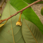 Flor de Annona pickelii (Diels) H.Rainer