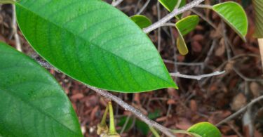 Annona pickelii (Diels) H.Rainer