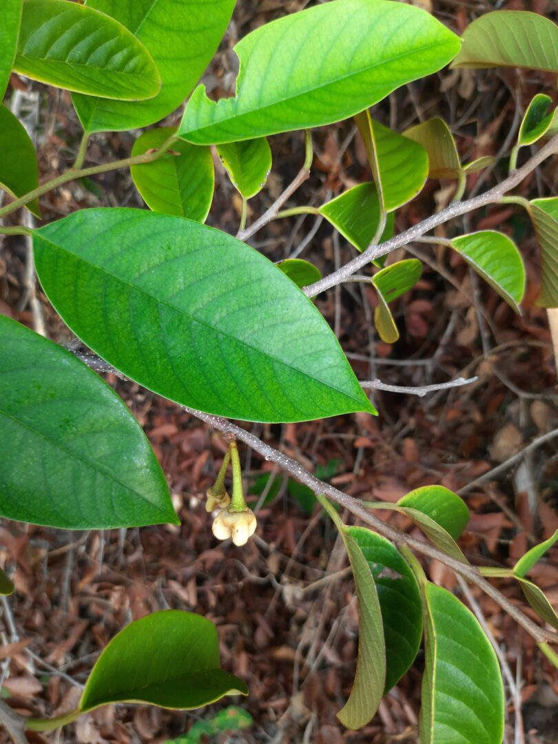 Annona pickelii (Diels) H.Rainer