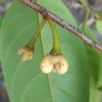 Flor de Annona pickelii (Diels) H.Rainer.jpg