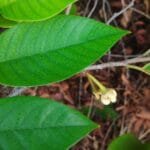 Flor de Annona pickelii (Diels) H.Rainer.jpg