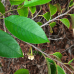 Flor de Annona pickelii (Diels) H.Rainer