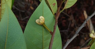 Annona pickelii (Diels) H.Rainer