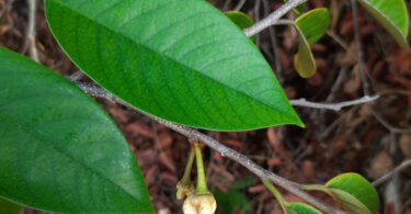 Annona pickelii (Diels) H.Rainer