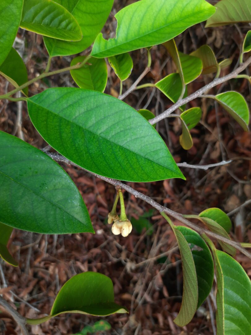 Annona pickelii (Diels) H.Rainer