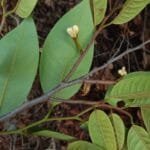 Flor de Annona pickelii (Diels) H.Rainer.jpg