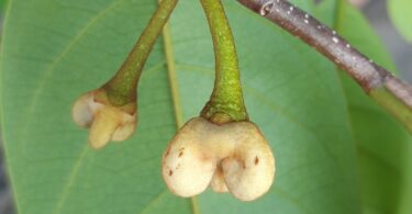 Annona pickelii (Diels) H.Rainer