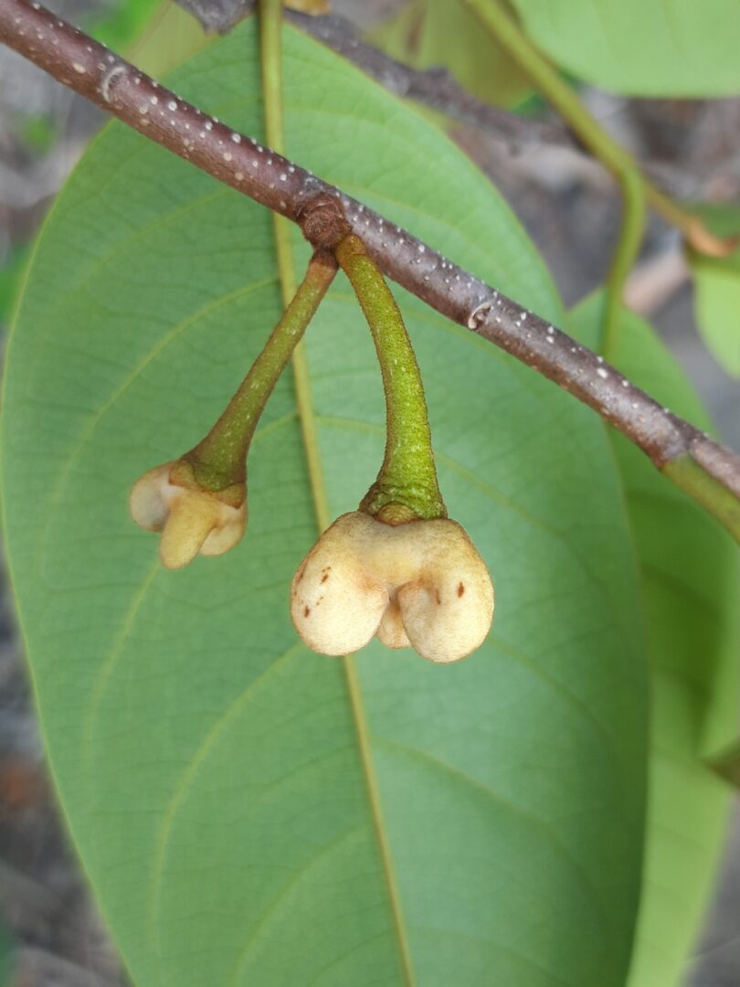Annona pickelii (Diels) H.Rainer