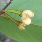 Flor de Annona pickelii (Diels) H.Rainer