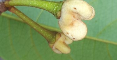 Annona pickelii (Diels) H.Rainer