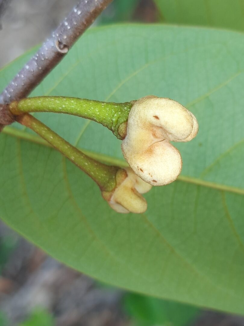 Annona pickelii (Diels) H.Rainer