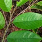 Ramo folíolos de Annona pickelii (Diels) H.Rainer