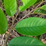 Ramo folíolos de Annona pickelii (Diels) H.Rainer