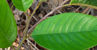 Annona pickelii (Diels) H.Rainer