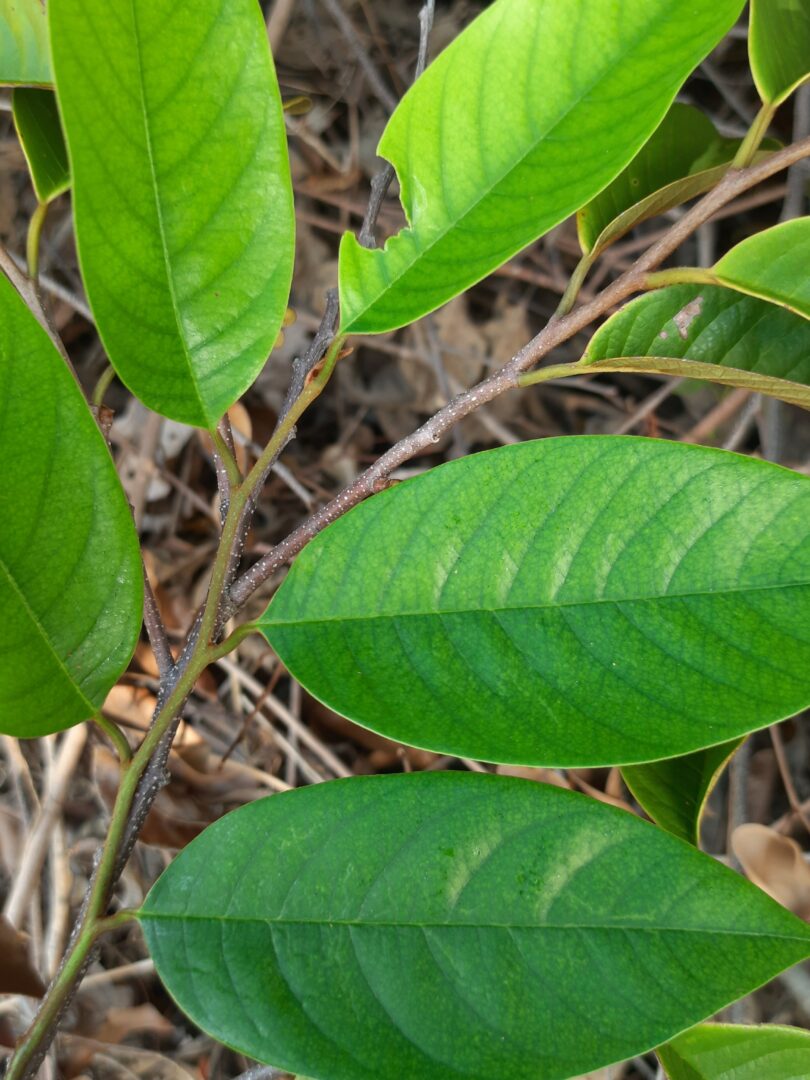 Annona pickelii (Diels) H.Rainer