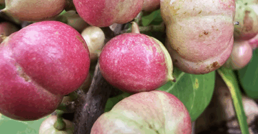 Protium bahianum Daly