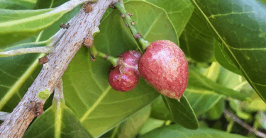 Protium bahianum Daly