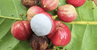 Protium bahianum Daly