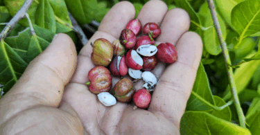 Protium bahianum Daly