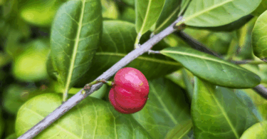 Protium bahianum Daly