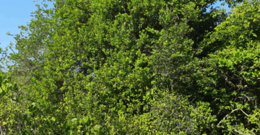 Protium bahianum Daly