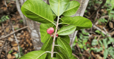 Protium bahianum Daly