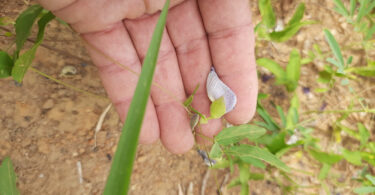 Centrosema brasilianum L.