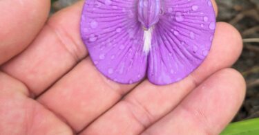 Centrosema brasilianum L.