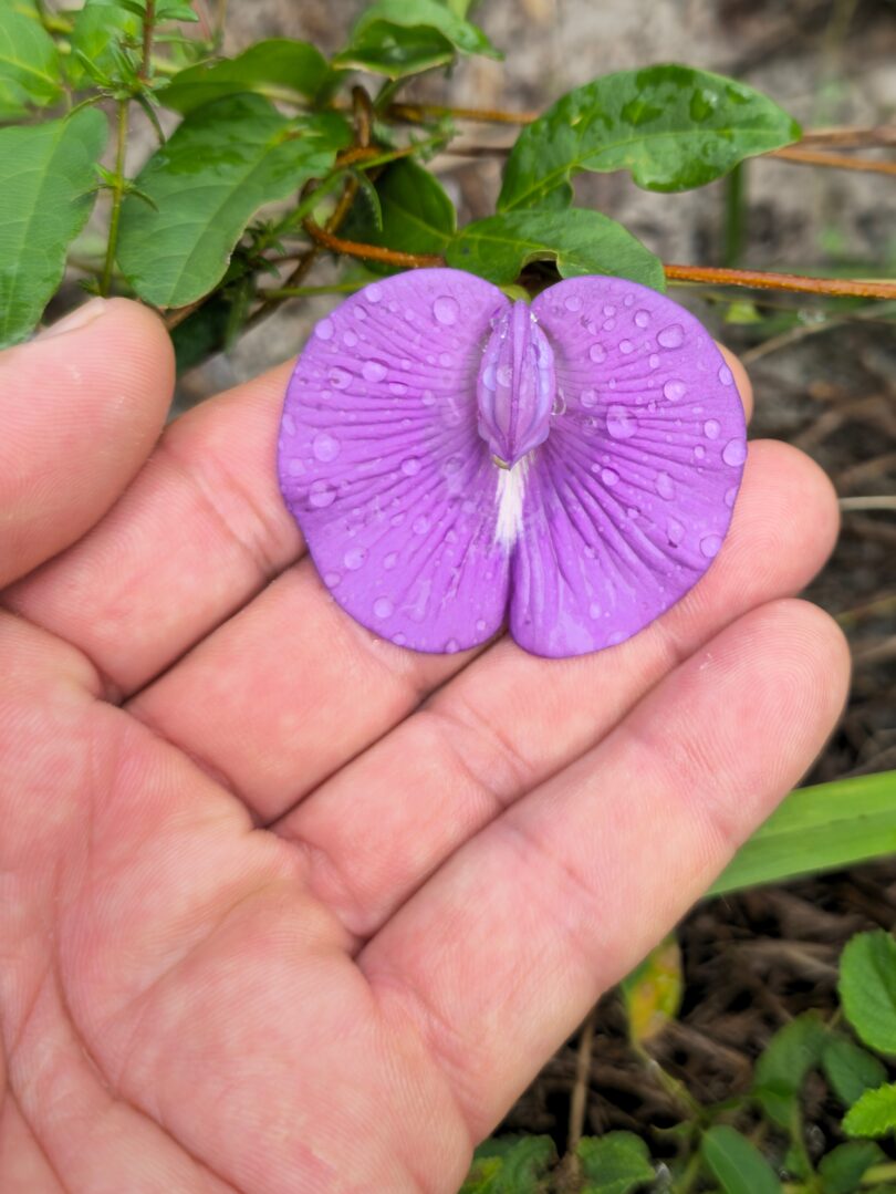 Centrosema brasilianum L.