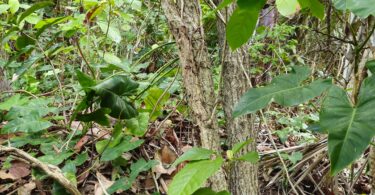 Christiana restingae T.S. Cout., Barb.Silva & Dorr