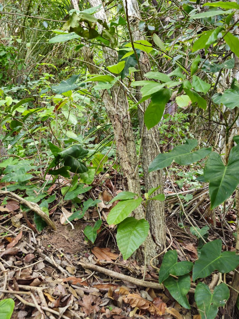 Christiana restingae T.S. Cout., Barb.Silva & Dorr