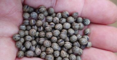 Christiana restingae T.S. Cout., Barb.Silva & Dorr