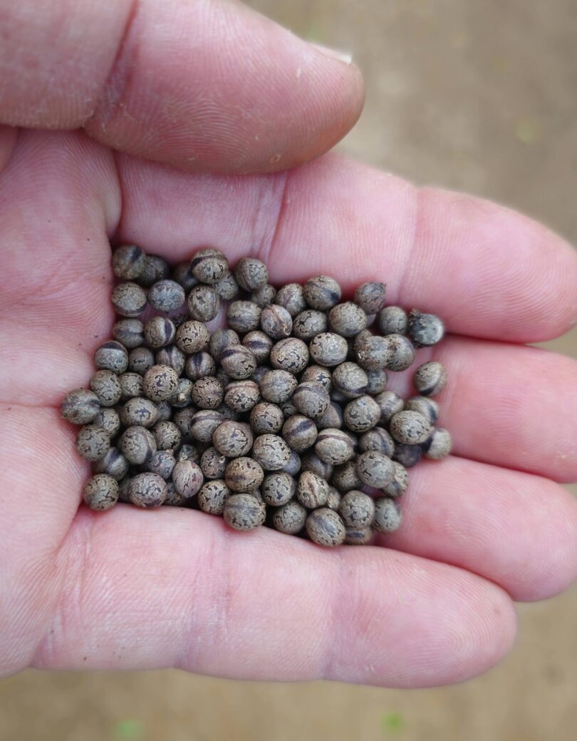 Christiana restingae T.S. Cout., Barb.Silva & Dorr