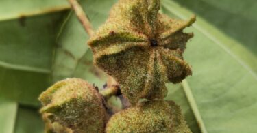 Christiana restingae T.S. Cout., Barb.Silva & Dorr