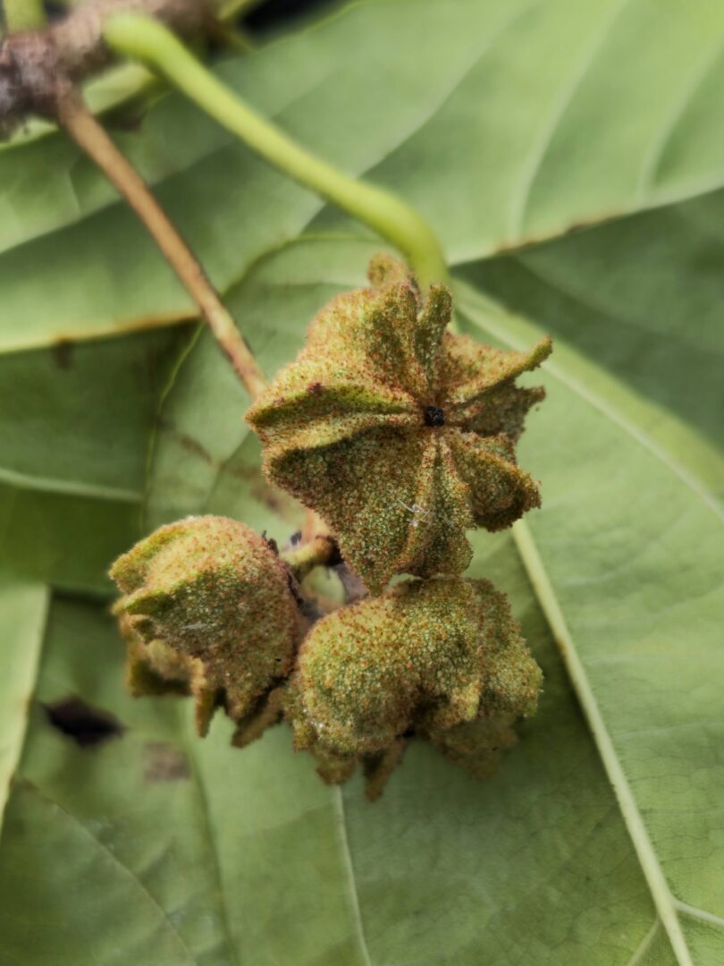 Christiana restingae T.S. Cout., Barb.Silva & Dorr