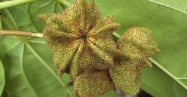 Christiana restingae T.S. Cout., Barb.Silva & Dorr