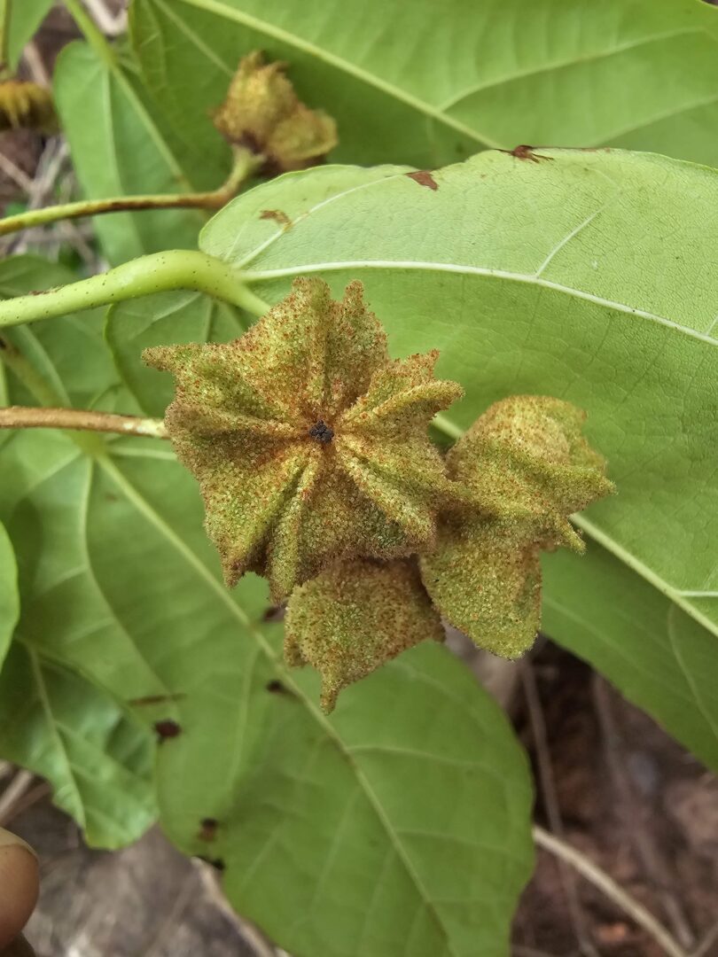 Christiana restingae T.S. Cout., Barb.Silva & Dorr